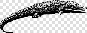 Amphibian Drawing Reptile   Crocodile Black  amp  White  HD Png Download