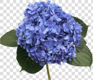 Blue Hydrangea Png   Hydrangea Select Shoking Blue  Transparent Png