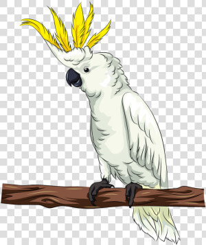 Cockatoo Png  Transparent Png