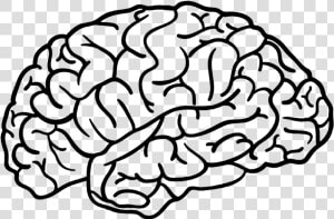  brain  outline   Brain Png  Transparent Png