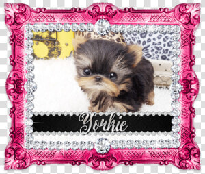 Yorkie Png  Transparent Png