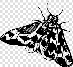 Moth   Moth Clipart Black And White  HD Png Download