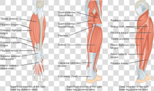 Lower Leg Muscles  HD Png Download