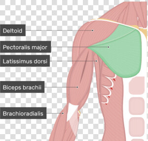 An Image Showing The Pectoralis Major Muscle Attached   Pectoralis Major  HD Png Download