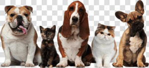 Main Png Dogs And Cats19202017 10 122017 10 12http   Pets Cats And Dogs  Transparent Png