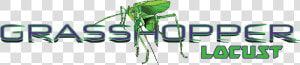 Weevil  HD Png Download