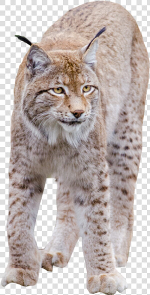 Lynx Standing Png Image   Transparent Bobcat Png  Png Download