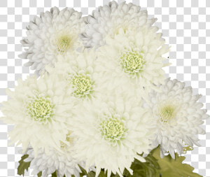 Chrysanthemum  HD Png Download