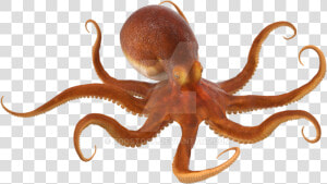 Octopus Png No Background   Octopus Png  Transparent Png