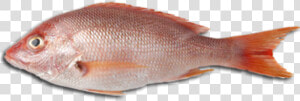 Download Free Fish Png Transparent Images Transparent   Fish Meat Png  Png Download