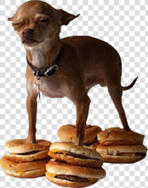  dankmeme  dankmemes  memes  meme  dank  chiuhauha   Dog On Hamburger Meme  HD Png Download