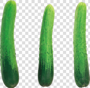 Cucumber Png Free Download   Cucumber With No Background  Transparent Png