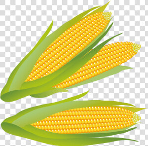 Corn On The Cob corn corn Kernels yellow sweet Corn vegetarian   Bullring Shopping Center  HD Png Download