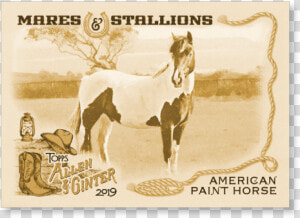 American Paint Horse 2019 Topps Allen  amp  Ginter Oversized   Stallion  HD Png Download