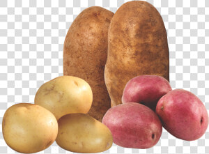 Tuber  HD Png Download