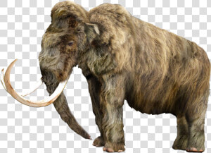 Mammoth Vector Tusk   Wrangel Island Woolly Mammoth  HD Png Download