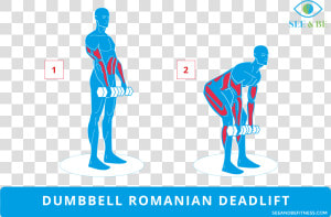 Step Up Knee Raise Muscles Worked  HD Png Download