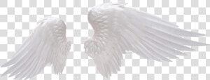 Transparent Transparent Wings Png   Realistic Angel Wings Png  Png Download