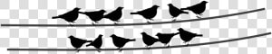 Birds  Wire  Cable  Sitting Birds   Birds Sitting Png  Transparent Png