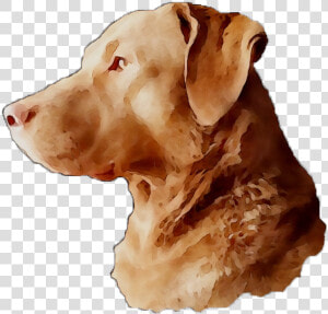 Labrador Breed Dog Gun Snout Retriever Clipart   Companion Dog  HD Png Download