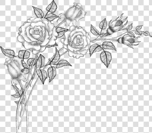 Clip Art Collection Of Free Drawing   Flowers Drawing Png  Transparent Png