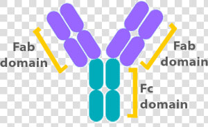 Antibody Structure   Fc Antibody  HD Png Download