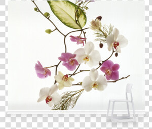 Delicate Flowers  HD Png Download