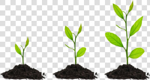 Grow    Growing Plant Transparent Background  HD Png Download