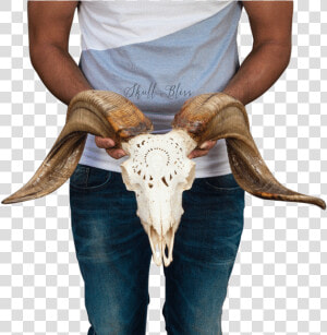 Carved Ram Skull Bull   Bull  HD Png Download