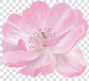 Barberton Daisy   Png Download  Transparent Png