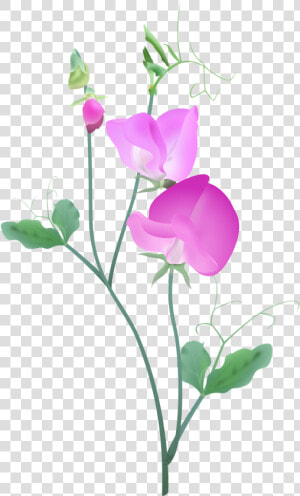 Pink Sweetpea Plant2   Sweet Pea Flower Vector  HD Png Download