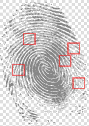 Prints Clipart Finger Print   Crime Scene Fingerprint Evidence  HD Png Download