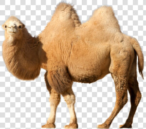 Camel Png   Camel On Transparent Background  Png Download