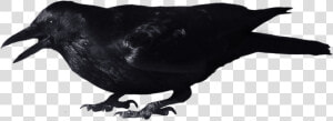 Download For Free Crow Png Picture   Crow Png  Transparent Png