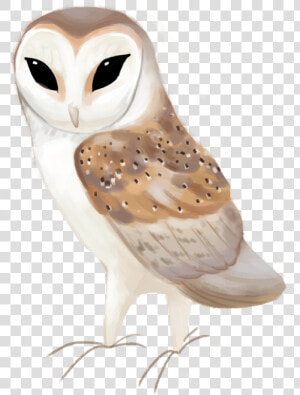 Western Barn Owl Tyto Alba   Barn Owl Clipart  HD Png Download