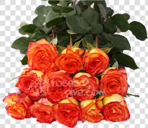 Yellow   Red Bicolor Dozen Title Yellow   Red Bicolor   Floribunda  HD Png Download