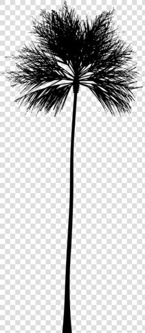 Palm Tree Silhouette   Silhouette White Palm Tree Png  Transparent Png