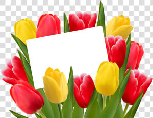 Red And Yellow Tulips Png Clipart   Png Download   Tulip Flower With Transparent Background  Png Download