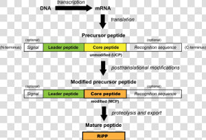 Generalized Ripp Biosynthetic Pathway   Antimicrobial Peptide Synthesis Pathway From Precursors  HD Png Download