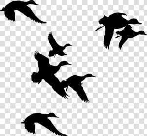 Flock Of Birds Clipart Branch Clip Art   Ducks Flying Silhouette Png  Transparent Png