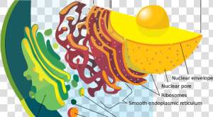 Secretory Vesicles Animal Cell Clipart   Png Download  Transparent Png