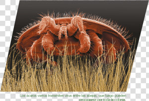 Varroa Milbe  HD Png Download