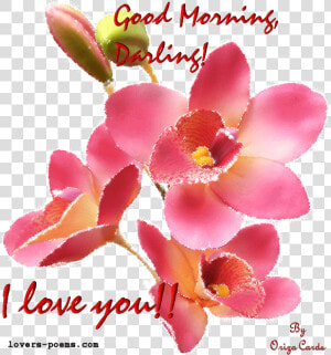 Romantic Good Morning Husband  HD Png Download