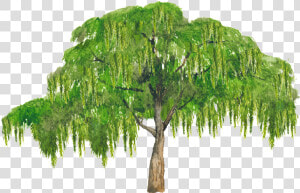 Thumb Image   Broad Leaved Tree  HD Png Download