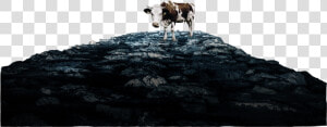 Heavens Cow Rocks Only   Dairy Cow  HD Png Download