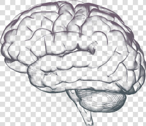 Brain Free Png Image   Brain Free Png  Transparent Png