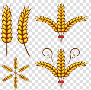 Grains Clipart Wheat Leaf   Wheat Leaves Clipart Png  Transparent Png