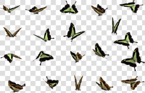 Download Butterflies Swarm Png File For Designing Projects   Butterfly Swarm Flying Butterfly Png  Transparent Png