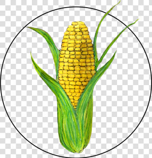 Attribute Motif Corn   Corn Kernels  HD Png Download