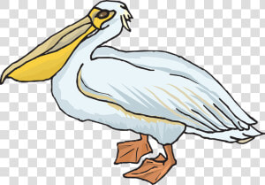 Pelican Png Transparent Images   Pelican Clipart Png  Png Download